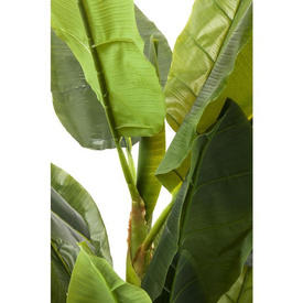 Roślina ozdobna Banana Tree 180 Kare Design Dostępne od ręki!