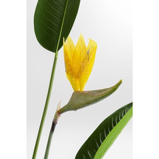 Roślina ozdobna Paradise Flowers 190  Kare Design 