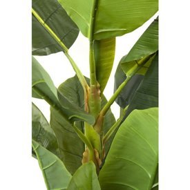 Roślina ozdobna Banana Tree 180 Kare Design